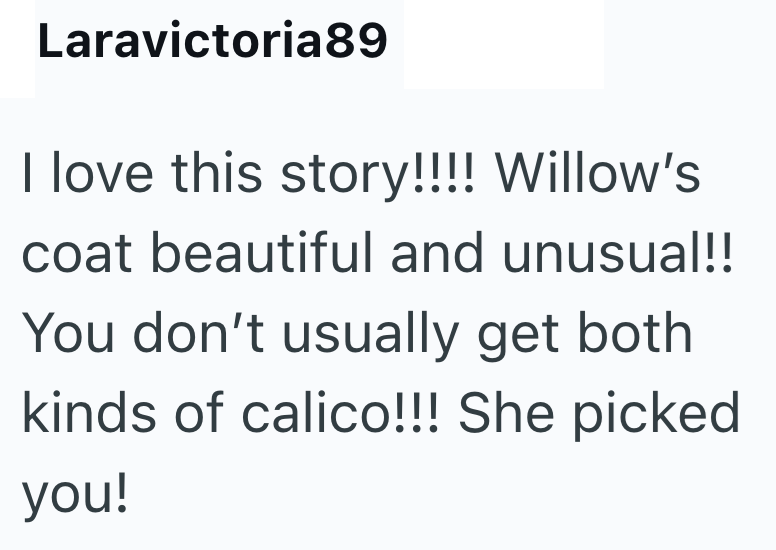 Laravictoria89 I love this story!!!! Willow's coat beautiful and unusual!! You don't usually get both kinds of calico!!! She picked you!