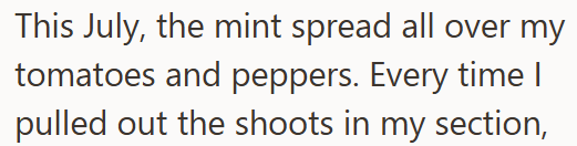 This July, the mint spread all over my tomatoes and peppers. Every time I pulled out the shoots in my section,
