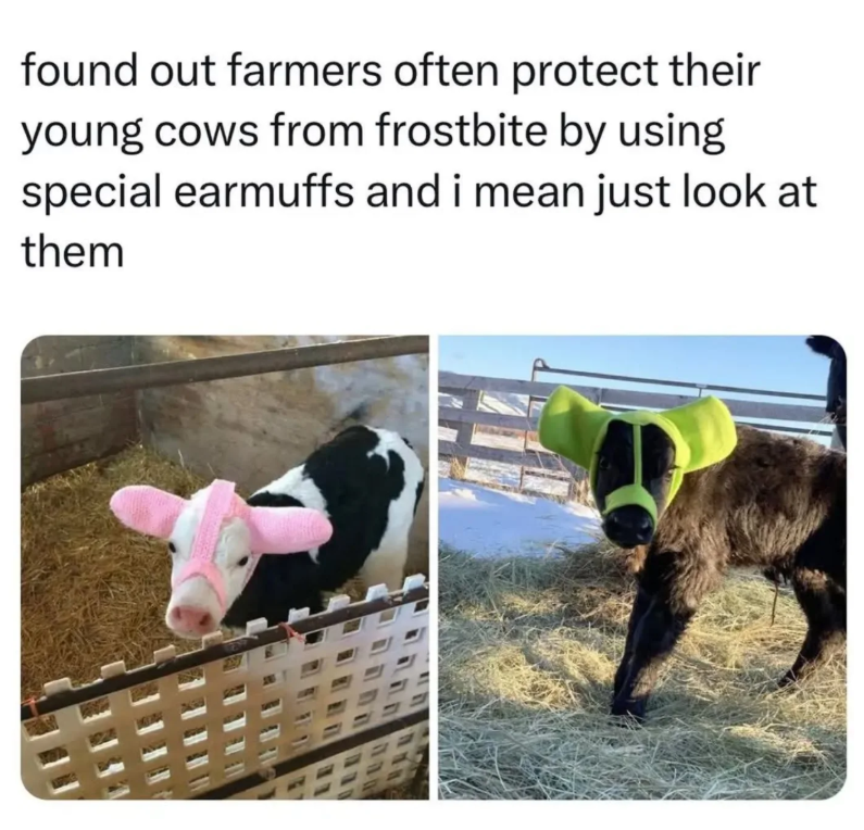 found out farmers often protect their young cows from frostbite by using special earmuffs and i mean just look at them