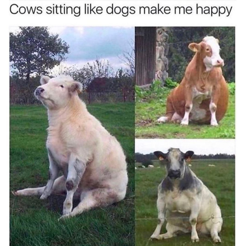 Cows sitting like dogs make me happy