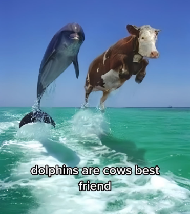 dolphins are cows best friend