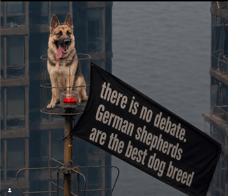 there is no debate. German shepherds are the best dog breed