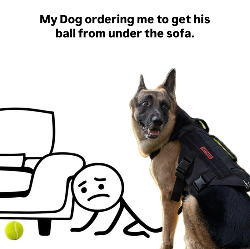 My Dog ordering me to get his ball from under the sofa. ONETIGRIS