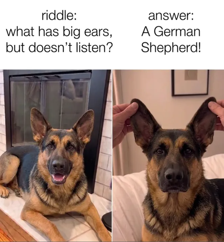 riddle: what has big ears, but doesn't listen? answer: A German Shepherd!