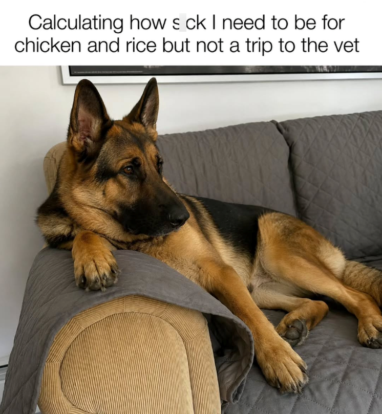 Calculating how s ck I need to be for chicken and rice but not a trip to the vet