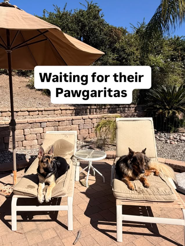 Waiting for their Pawgaritas