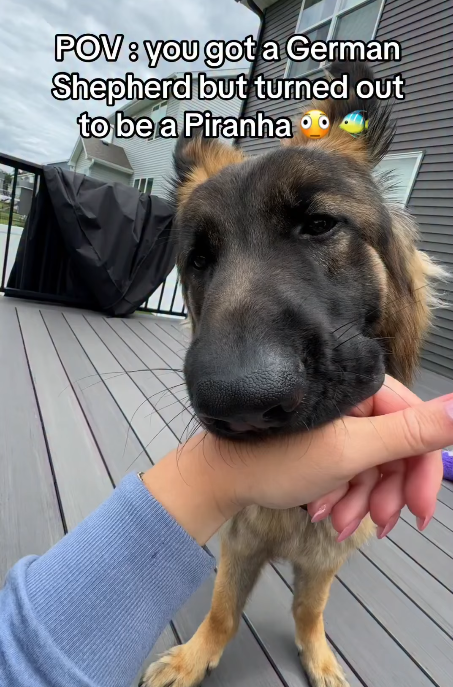 POV: you got a German Shepherd but turned out to be a Piranha
