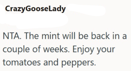 CrazyGooseLady NTA. The mint will be back in a couple of weeks. Enjoy your tomatoes and peppers.