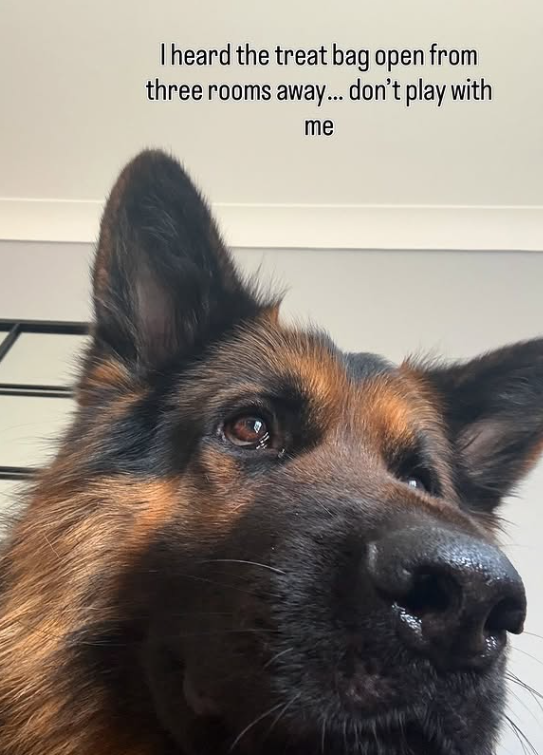 I heard the treat bag open from three rooms away... don't play with me