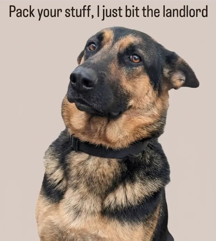 Pack your stuff, I just bit the landlord