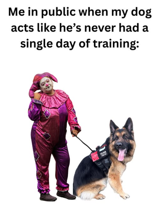 Me in public when my dog acts like he's never had a single day of training: