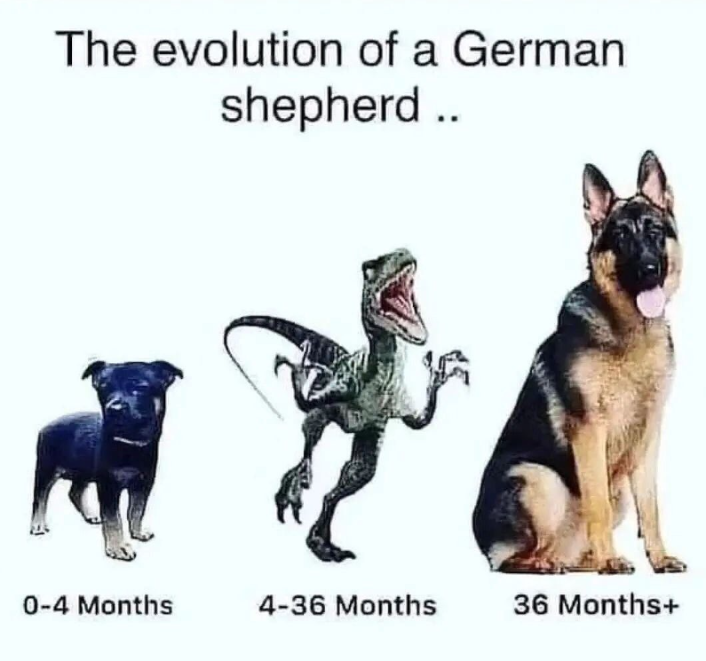 The evolution of a German shepherd .. 0-4 Months 4-36 Months 36 Months+