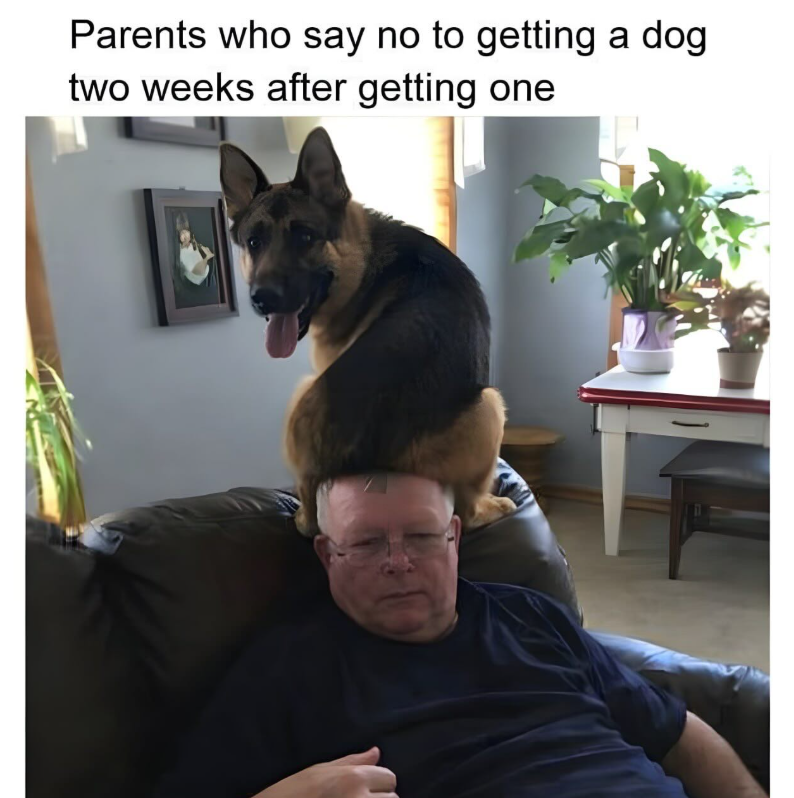 Parents who say no to getting a dog two weeks after getting one