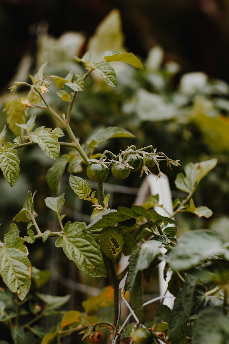 Tomato plants growing inside a raised vegetable garden bed.