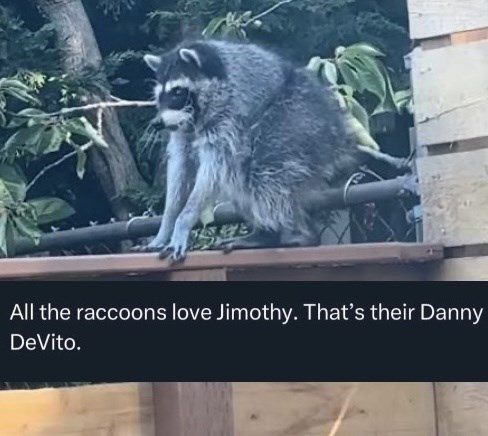 All the raccoons love Jimothy. That's their Danny DeVito.