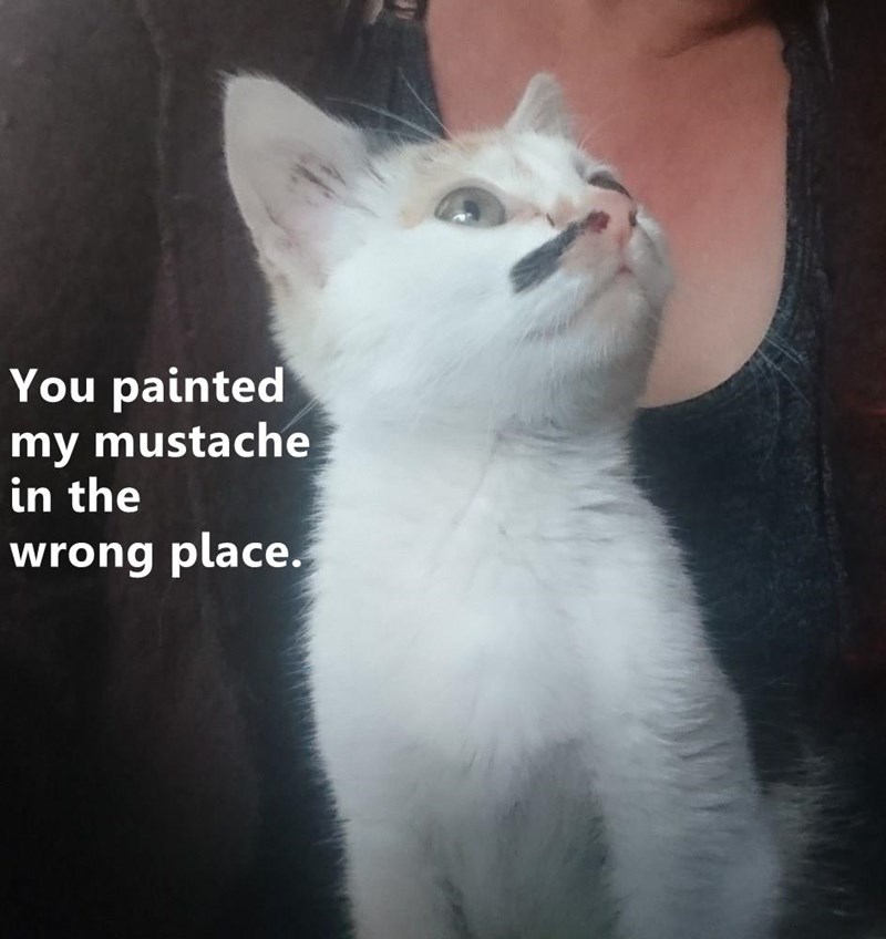 Cheezburger Image 10651473408