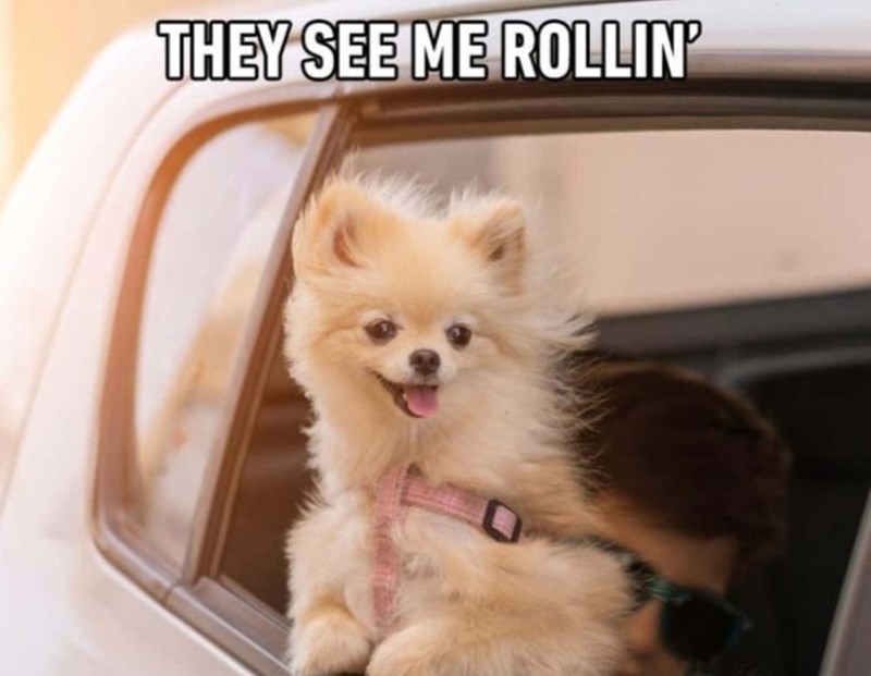 THEY SEE ME ROLLIN'