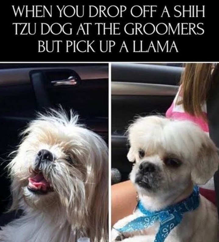 WHEN YOU DROP OFF A SHIH TZU DOG AT THE GROOMERS BUT PICK UP A LLAMA ge