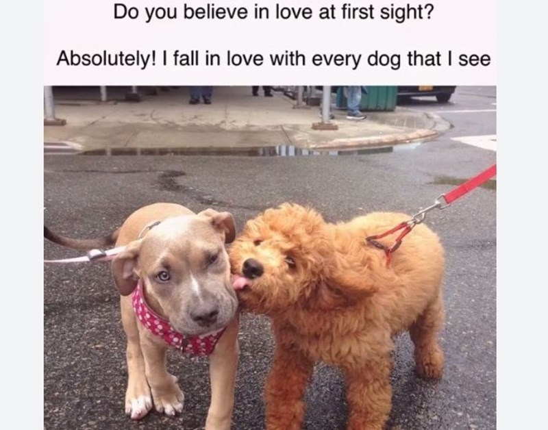 Do you believe in love at first sight? Absolutely! I fall in love with every dog that I see