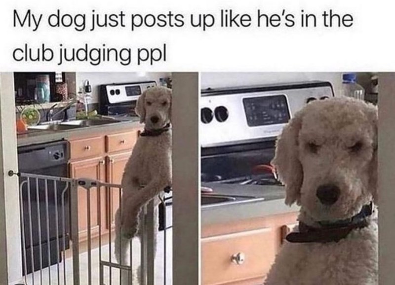 My dog just posts up like he's in the club judging ppl