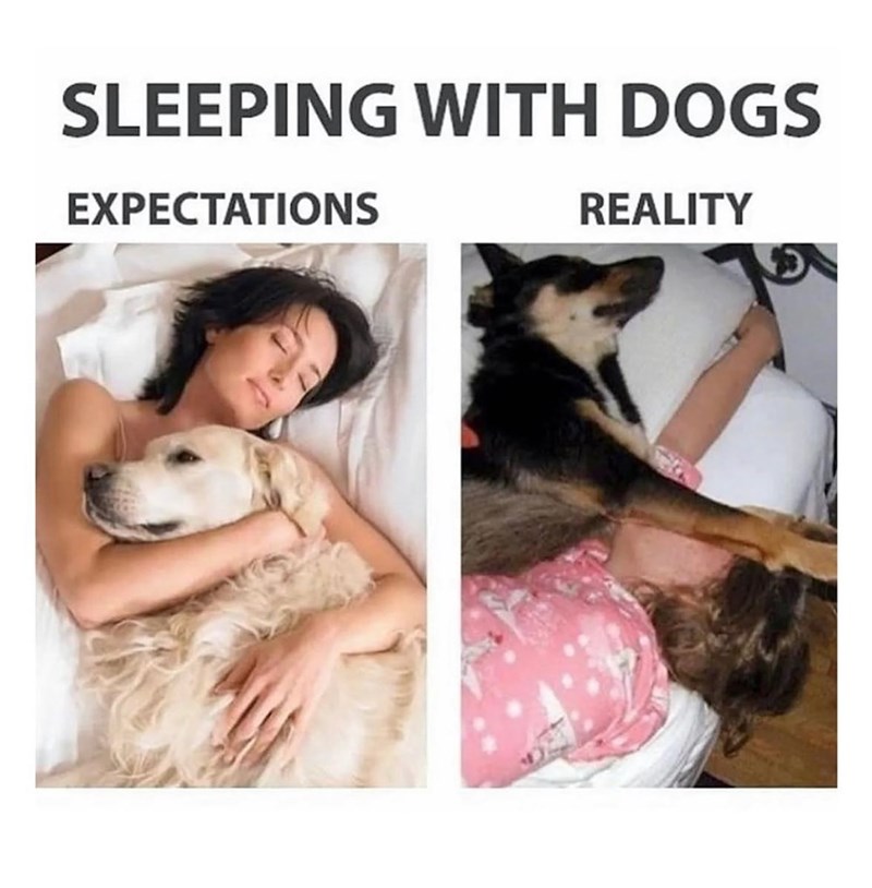 SLEEPING WITH DOGS EXPECTATIONS REALITY