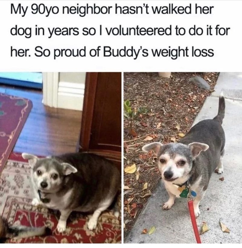 My 90yo neighbor hasn't walked her dog in years so I volunteered to do it for her. So proud of Buddy's weight loss