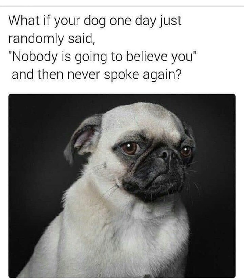 What if your dog one day just randomly said, "Nobody is going to believe you" and then never spoke again?
