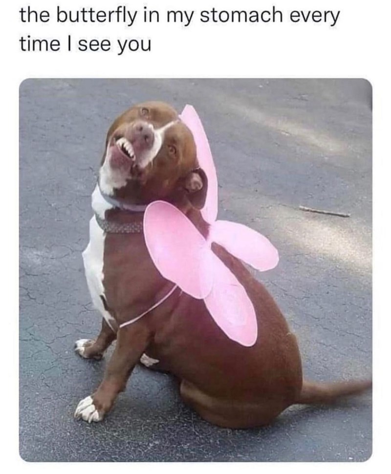 the butterfly in my stomach every time I see you