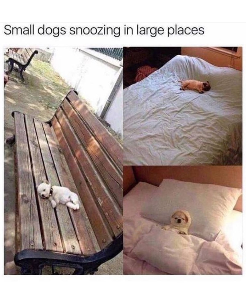 Small dogs snoozing in large places