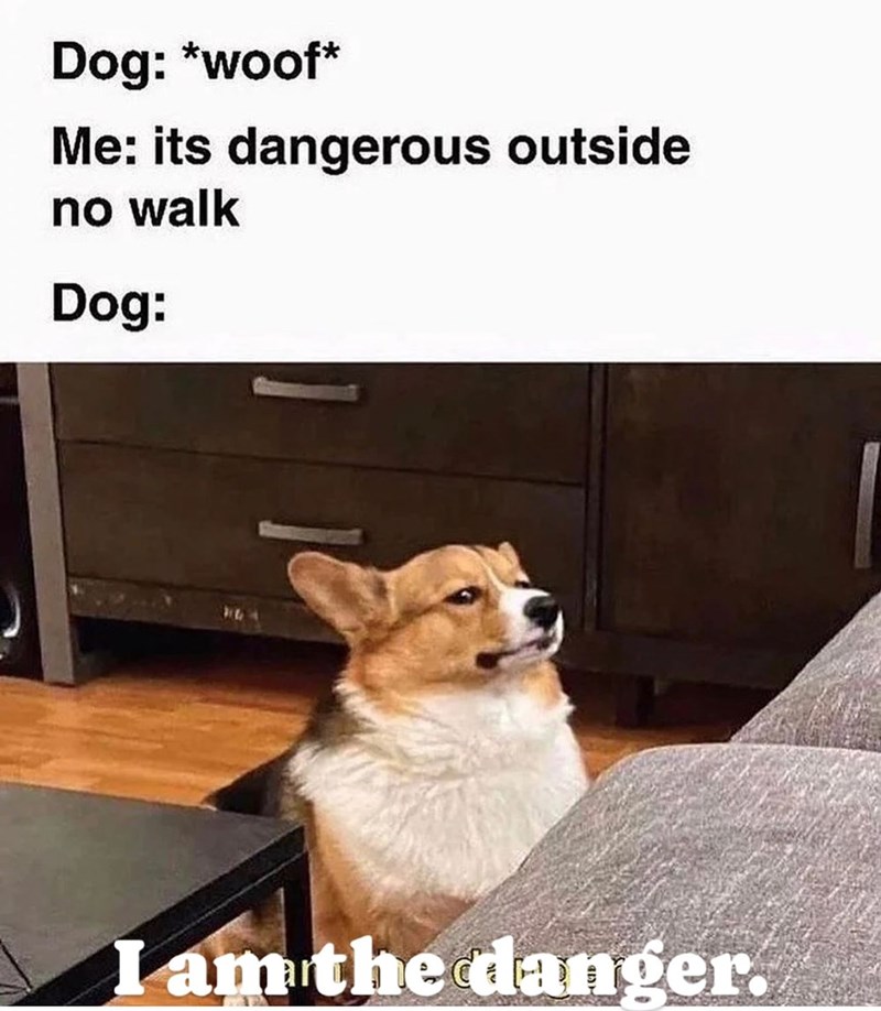 Dog: *woof* Me: its dangerous outside no walk Dog: I am the danger.