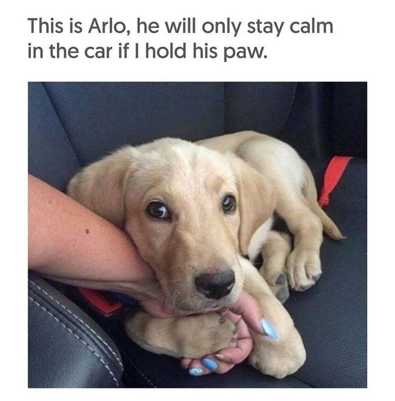 This is Arlo, he will only stay calm in the car if I hold his paw.
