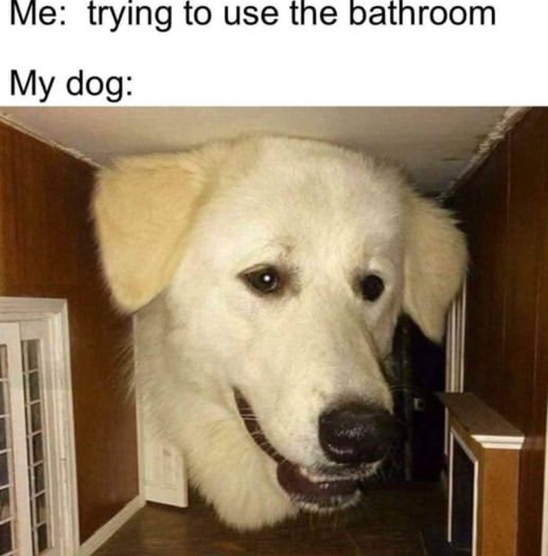 Me: trying to use the bathroom My dog: