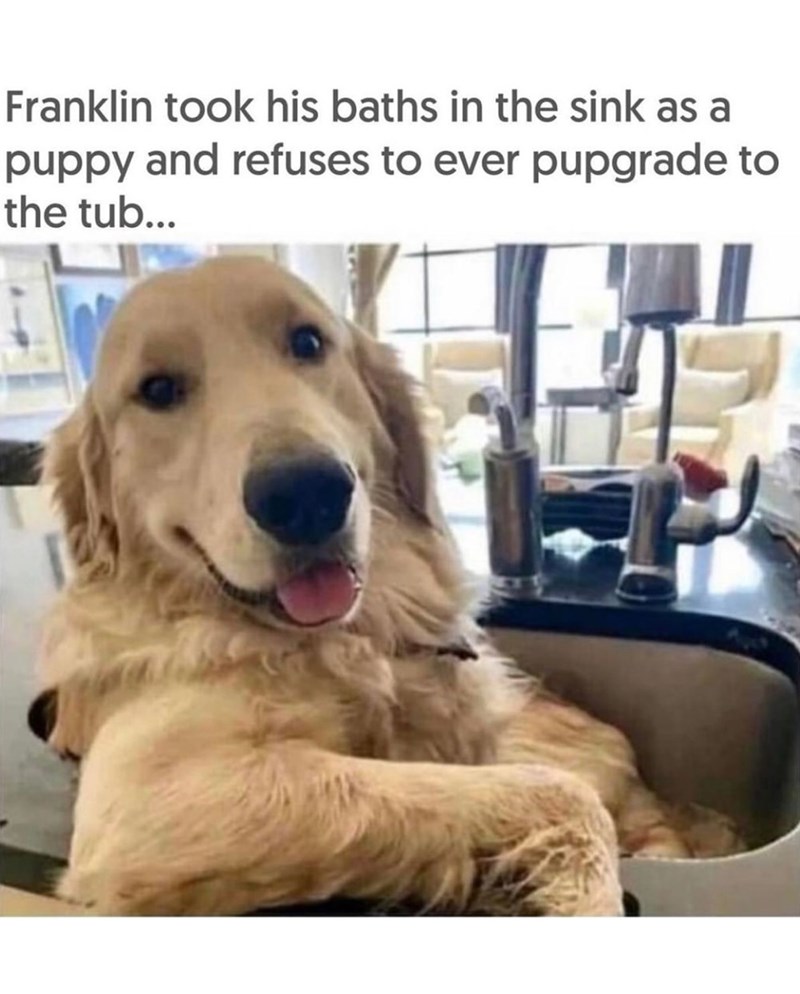 Franklin took his baths in the sink as a puppy and refuses to ever pupgrade to the tub...