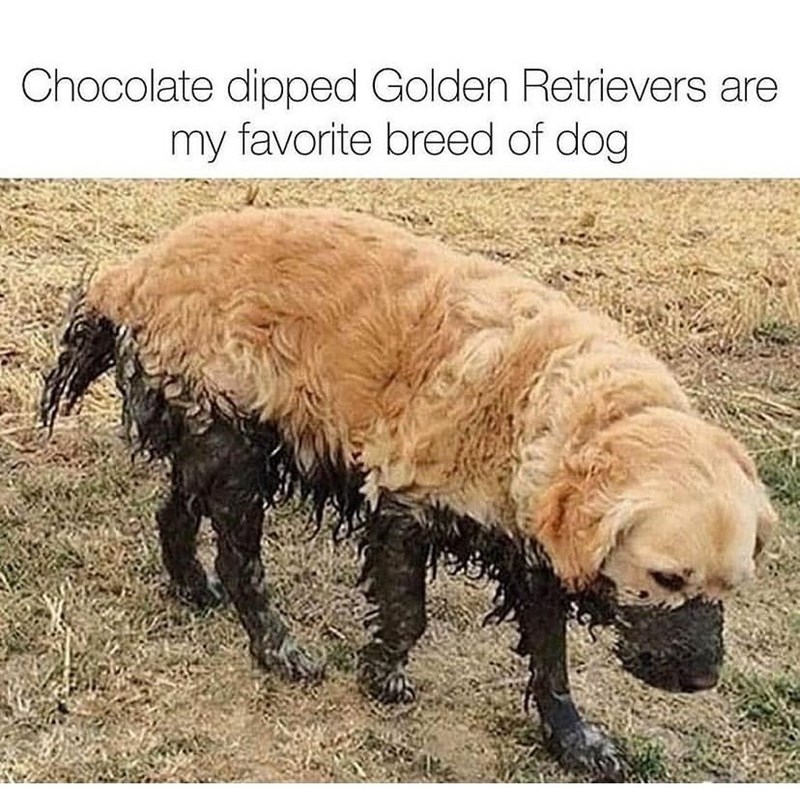 Chocolate dipped Golden Retrievers are my favorite breed of dog