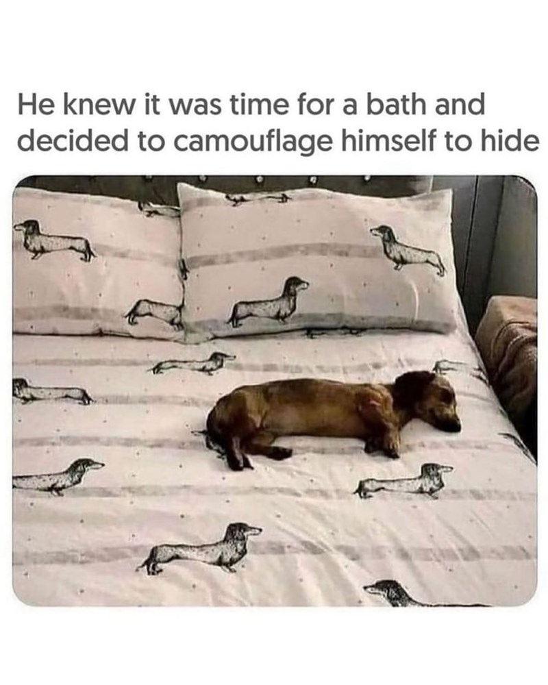 He knew it was time for a bath and decided to camouflage himself to hide