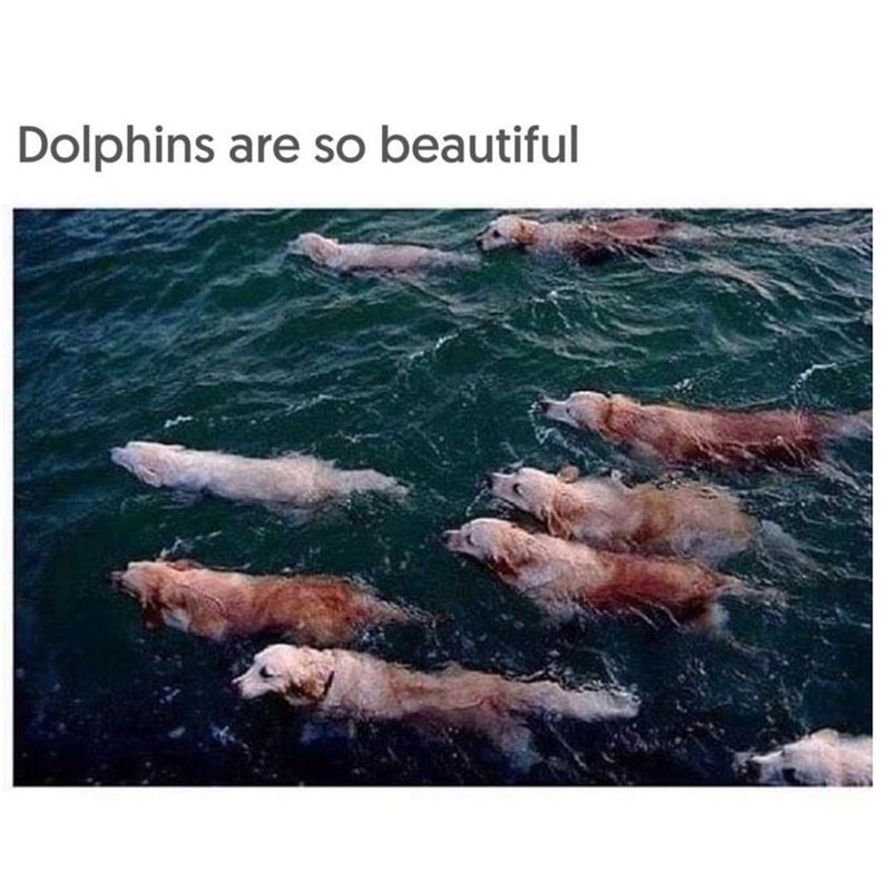 Dolphins are so beautiful