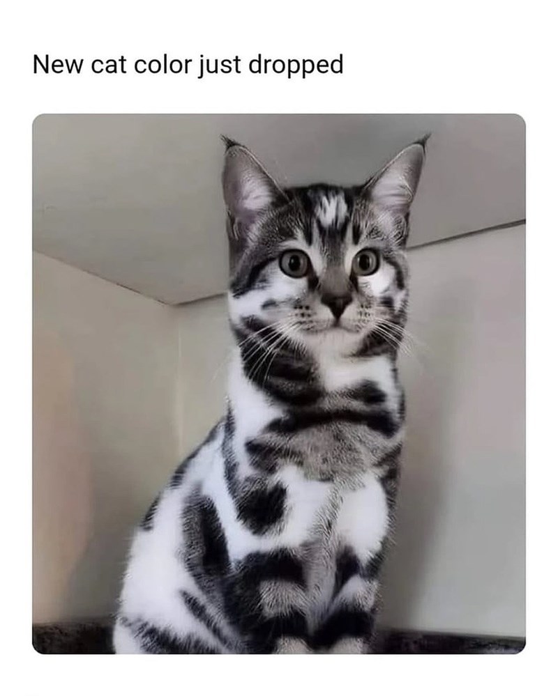New cat color just dropped 冷たい