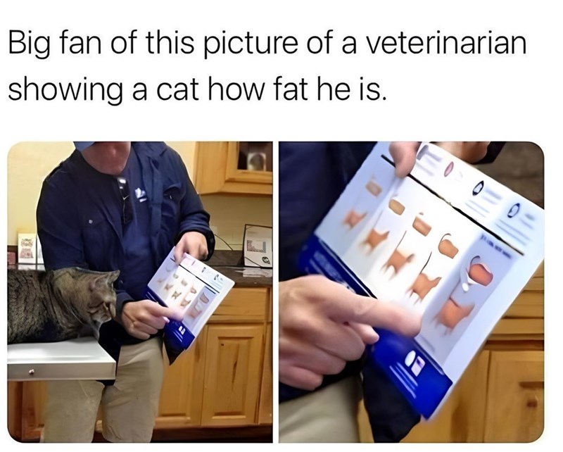 Big fan of this picture of a veterinarian showing a cat how fat he is.