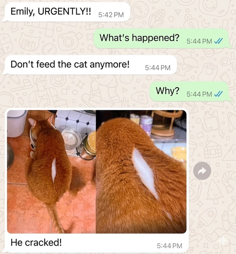 Emily, URGENTLY!! 5:42 PM What's happened? 5:44 PM // Don't feed the cat anymore! 5:44 PM Why? 5:44 PM He cracked! 5:44 PM