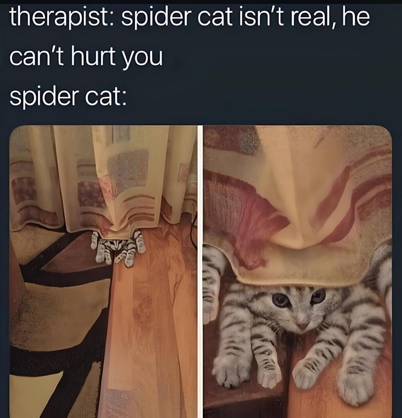 therapist: spider cat isn't real, he can't hurt you spider cat: