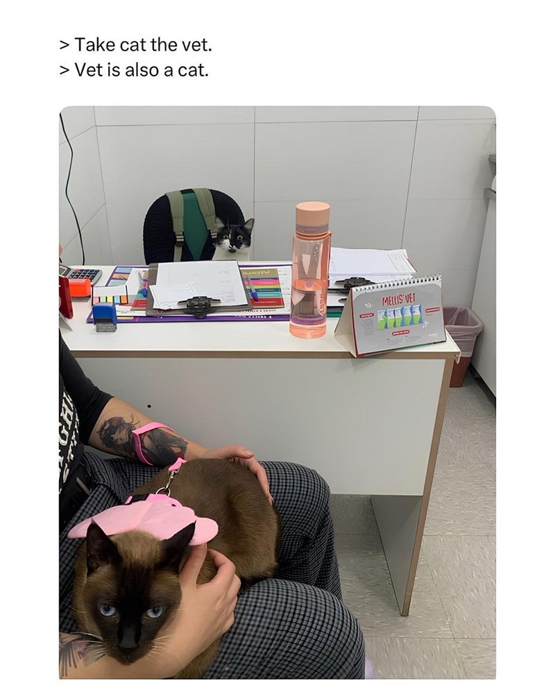 > Take cat the vet. > Vet is also a cat. MELUS VET