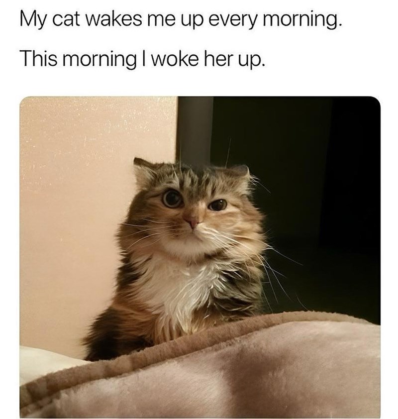 My cat wakes me up every morning. This morning I woke her up.