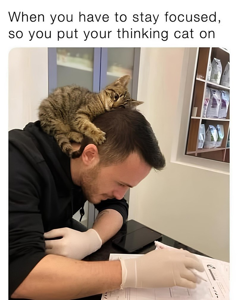 When you have to stay focused, so you put your thinking cat on
