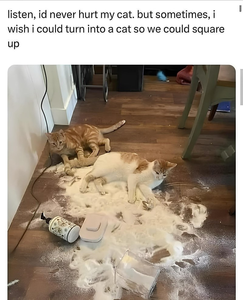 listen, id never hurt my cat. but sometimes, i wish i could turn into a cat so we could square up