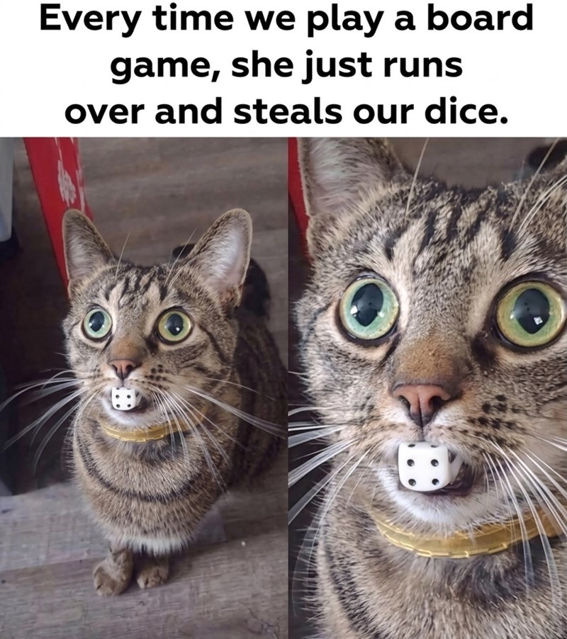 Every time we play a board game, she just runs over and steals our dice.