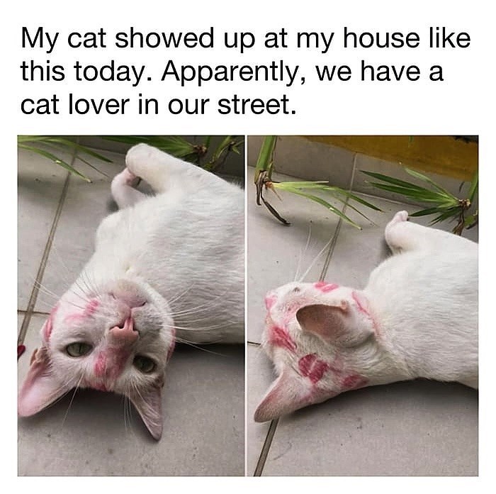 My cat showed up at my house like this today. Apparently, we have a cat lover in our street.