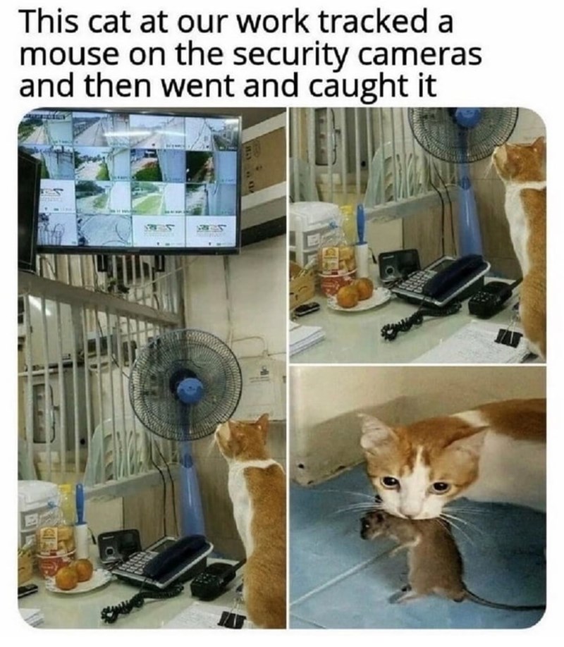 This cat at our work tracked a mouse on the security cameras and then went and caught it
