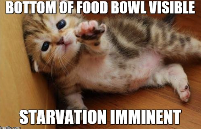 BOTTOM OF FOOD BOWL VISIBLE imgflip.com STARVATION IMMINENT