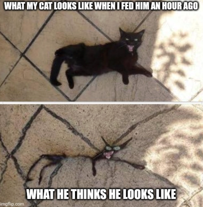 WHAT MY CAT LOOKS LIKE WHEN I FED HIM AN HOUR AGO imgflip.com WHAT HE THINKS HE LOOKS LIKE