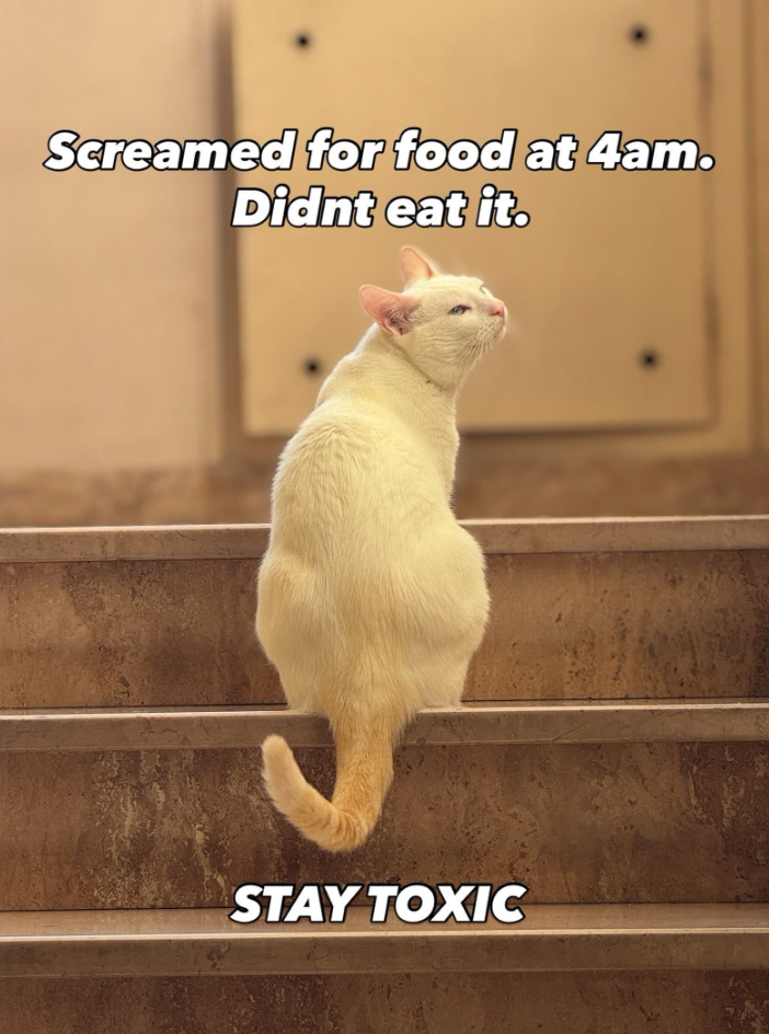 Screamed for food at 4am. Didnt eat it. STAY TOXIC